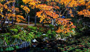 Koi fish with autumn leaves at Tenju-an, Kyoto