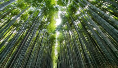 Arashiyama Grove (01/31/2023)