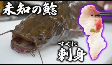 Would you eat a catfish sashimi?