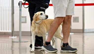 Drug-sniffing dogs back on full duty now that pandemic is over