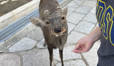 This picture I took of a particularly photogenic deer at Nara Park yesterday.