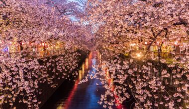 Meguro River Cherry Blossom, Tokyo