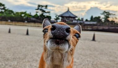 The camera really intrigued this little one in Nara