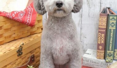 Pet shop's 'trade-in' offer for beloved pup with congenital health problem angers owner - The Mainichi