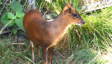 "Barking deer" in Japan causing havoc for human population