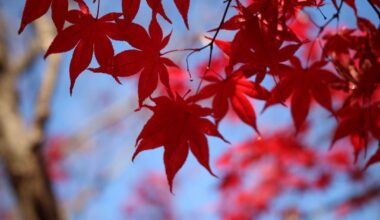 Zenjo-ji, Nagano. 28th Nov 2023