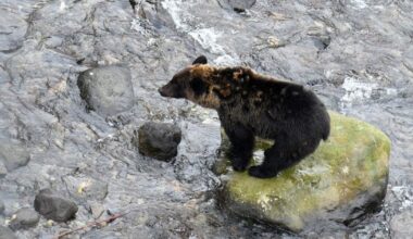 'Shoot without hesitation': Japan experts warn of nonhibernating 'sleepless bears'