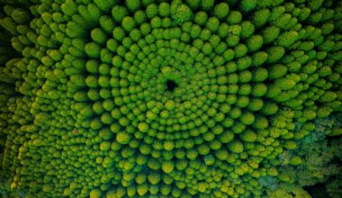 Eye of the Forest from a drone, Kyushu