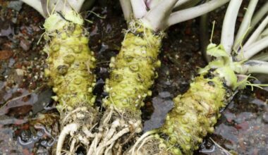 Wasabi effective in improving memory of elderly: study