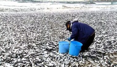 Japan denounces Daily Mail report tying dead fish to Fukushima plant