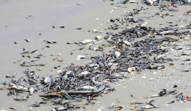 Dead sardines washed up on a northern Japan beach for unknown reasons