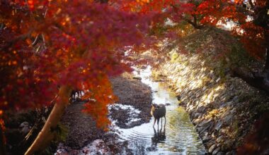 Afternoon in Nara