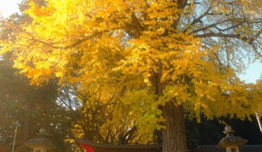 Autumn Ginkgo tree