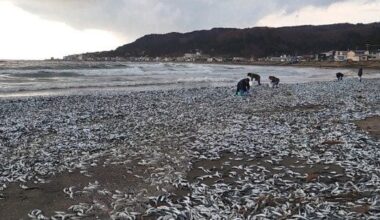 Thousands of Tons of Sardines to Mysteriously Washed Ashore in Hakodate, Hokkaido, stretching roughly 1 kilometer long