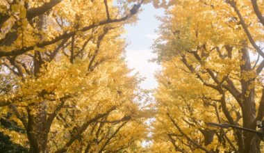 Autumn leaves in Tokyo - Meiji Jingu Gaien ginkgo avenue