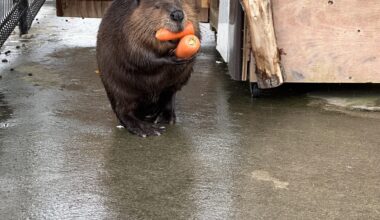 Mt Aso Farmland- beaver 🤓