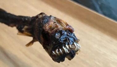 We ate “the alien of Japan’s Ariake Sea,” and you can too, if you’re brave enough【Taste test】