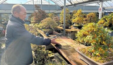 Thieves target bonsai trees across Japan for lucrative resale