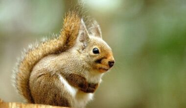 31 squirrels die at Tokyo zoo after exposed to pesticides