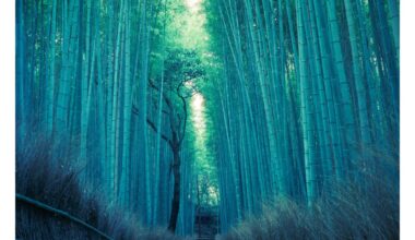 Arashiyama Bamboo Forest at 430-5AM.