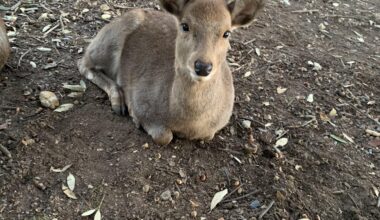 Nara Park