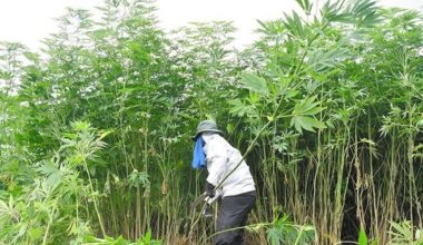 Cannabis forests spreading as legal cultivators on the decline