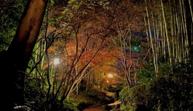 On the way back from the local shrine after new year. Aichi.