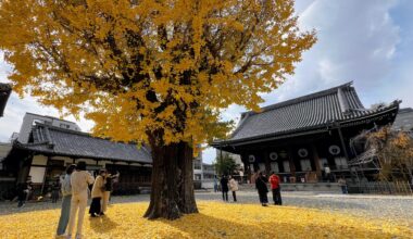 A large gingko tree at Bukkō-ji Temple a couple of weeks ago
