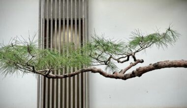 Beautiful tree branch in Kanazawa