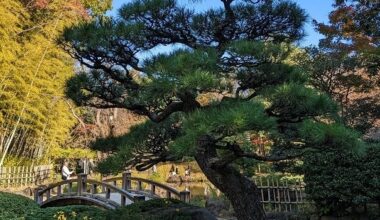 The Japanese Garden in Hiratsuka Central Park