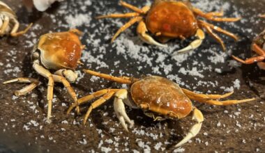 Deep fried baby crabs!