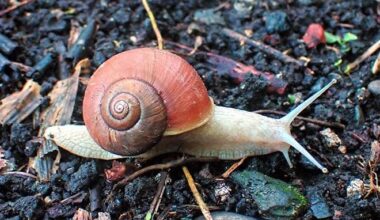 Fight-and-flight behavior seen in Hokkaido snail when attacked