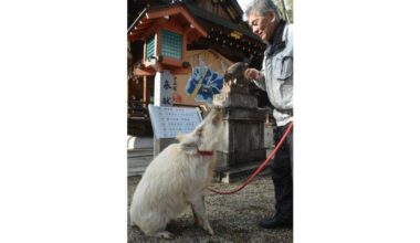 Kyoto shrine hopes people find encouragement in auspicious white boar