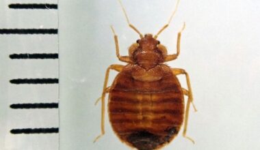 Bedbug consultations surge in Tokyo, Osaka as pests see resurgence