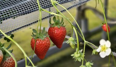 Strawberry farm in Haruda, Fukuoka