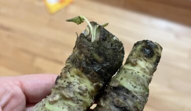 Just ordered some fresh wasabi—does the slimy bit mean I got ripped off?