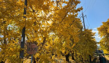 Yellow and Sunshines