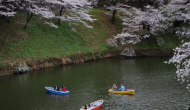 Cherry blossoms in Tokyo