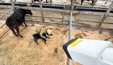 Nikon develops AI system that can detect calving