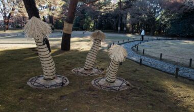 trees wrapped for winter, Kokubunji 2023.12.23