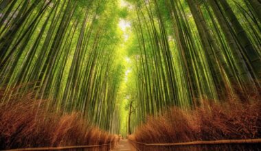 Arashiyama bamboo forest in Kyoto, Japan