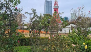 Gardens and blooming flowers in January 2024 Tokyo