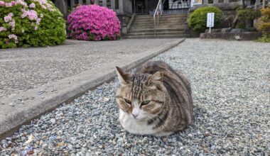 A Peaceful Day at Dairokuten Jinja