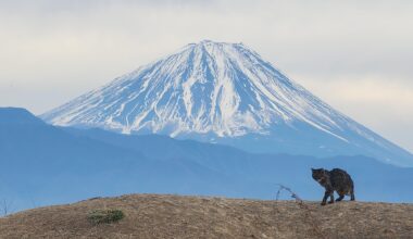 Mt. Fuji and cat