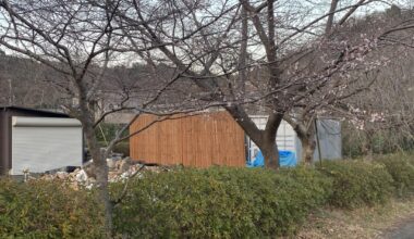 Cherry blossom trees blooming?