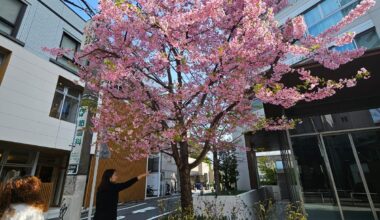 Sakura has already started blooming...in Tokyo too