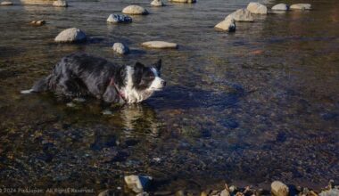 Border Collie Bliss: Exploring Kawazu River and Cherry Blossoms