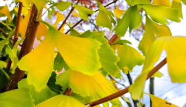 Current status of ginkgo leaves on Shirakawa-dori: lemon-lime