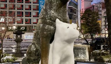 Hachiko's little snow brother last night