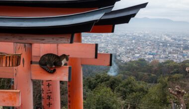 Taking in the view at Fushimi Inari